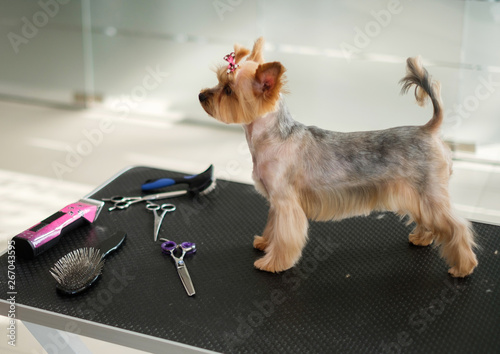Fotomural Yorkshire terrier at a dog grooming salon