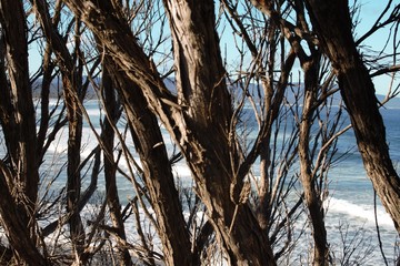 Forest covered view of the Australian ocean 