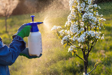 Farmer With Protective Gloves Spraying A Blooming Fruit Tree Against Plant Diseases And Pests