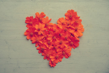heart shape orange cosmos flowers
