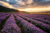 Lavender field at sunrise / Stunning view with a beautiful lavender field at sunrise