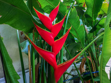 Beautiful Red Heliconia Flower. Common Names For The Genus Include Dwarf Jamaican Flower,lobster-claws, Toucan Peak, Wild Plantains Or False Bird-of-paradise.