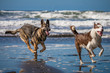 Happy German Shepherd dog running and playing on the beach in California