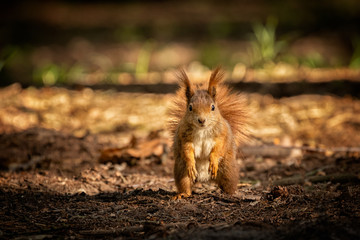 Wall Mural - cute young red squirrel in a natural park in warm morning light. very cute animal, interesting about