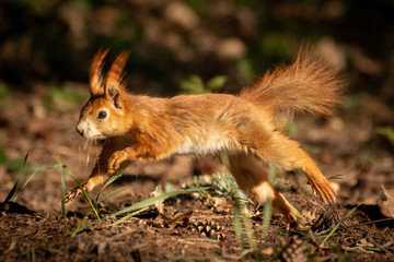 Wall Mural - cute young red squirrel in a natural park in warm morning light. very cute animal, interesting about