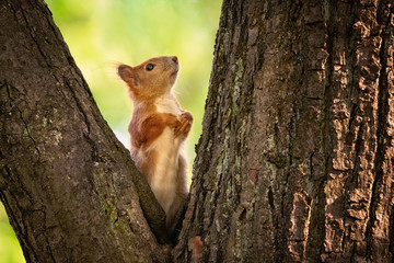 Wall Mural - cute young red squirrel in a natural park in warm morning light. very cute animal, interesting about