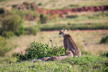 A cheetah mother with two children in the Kenyan savannah