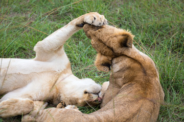 Poster - Two young lions are playing together in the grass