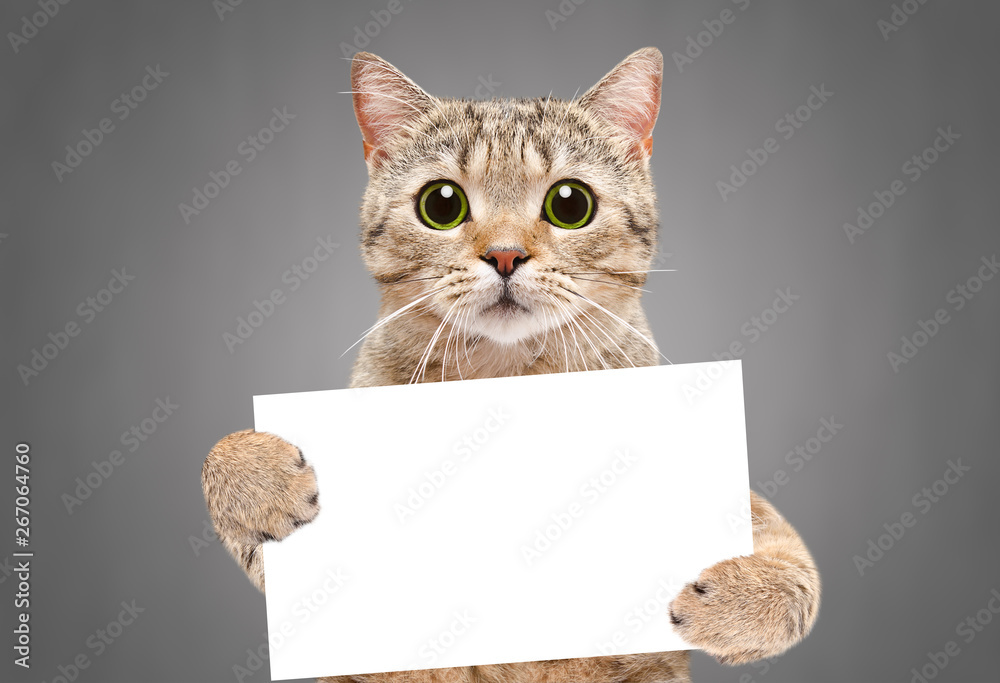 Portrait of a cat Scottish Straight with a banner in paws on a gray background - obrazy, fototapety, plakaty 