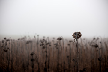 dry sunflower