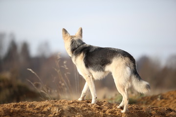 back view at husky dog walking on a green meadow looking aside. green trees and grass background.