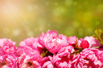 Wall Mural - Pink sakura flowers on the background of the glare. Macro. Flowers of Japanese cherry in the spring during flowering. Sakura flowers in the sun. Spring design and decor.