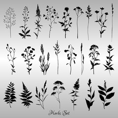 Wall Mural - Big set of black silhouettes of meadow herbs on gray background. Wildflowers. Wild grass. Vector illustration.