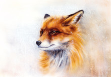 Painting Of Wild Fox On Paper. Aquarelle Background.