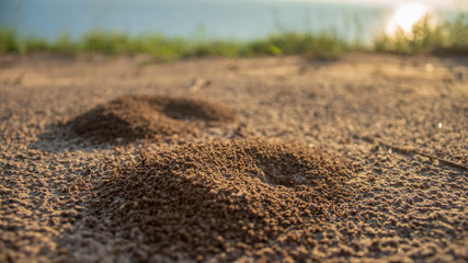 entrance to the anthill close up