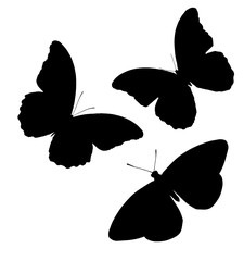 Aufkleber -  butterfly silhouette. isolated on white background