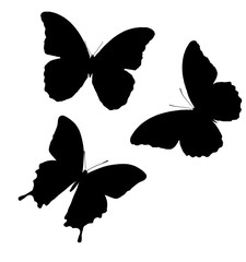 Aufkleber -  butterfly silhouette. isolated on white background