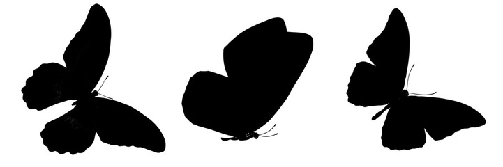 Aufkleber -  butterfly silhouette. isolated on white background