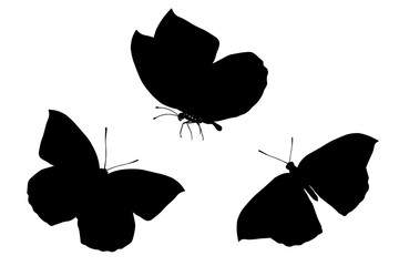 Aufkleber -  butterfly silhouette. isolated on white background