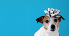Jack Russell Terrier Dog With Bow On Blue Background. Holiday Concept