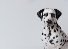 Dalmatian Dog Portrait Isolated On White Background. Copy Space