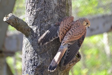 the hawk on the tree