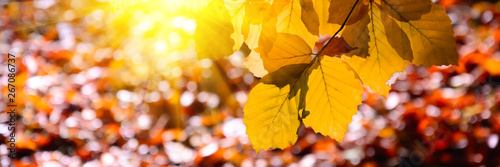 Foto-Schiebegardine mit Schienensystem - Banner 3:1. Sunlight from alder foliage in sunny day. Autumn background. Soft focus (von thayra83)