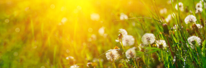 Wall Mural - Banner 3:1. Close up dandelion flowers with sunlight rays. Spring background. Copy space. Soft focus