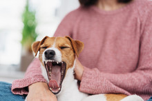 Little White And Tan Terrier Dog Yawning