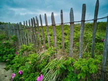 Wooden Fence With Green Plants And Blue Sky