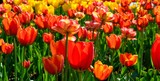 Fototapeta Tulipany - Flowers, red and yellow tulips in full bloom in the spring garden. Natural floral background. Tulipa - genus of  spring-blooming perennial herbaceous bulbiferous geophytes. Panoramic view