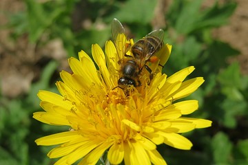 Bee on dandelion flower in the garden,  closeup 