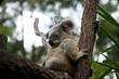 Koala Bear Australia