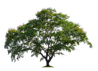 Poster - single tree with clipping path