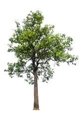 Poster - single tree with clipping path