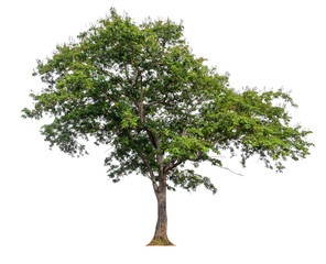 Poster - single tree with clipping path