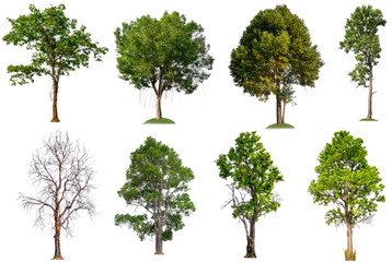 Poster - collection tree on white background