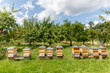 Bienenstock auf der Wiese