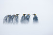 King penguins standing in blowing snow on the Sub-Antarctic island of South Georgia