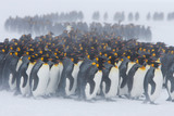 King penguins stand with their backs to blowing snow on the snowy fields of the sub-antarctic island of South Georgia. They are grouping together for warmth