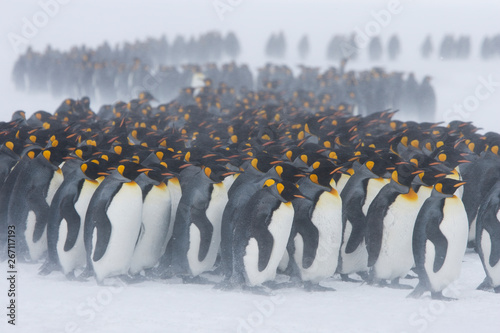 Fotografía King penguins stand with their backs to blowing snow on the snowy fields of the sub-antarctic island of South Georgia