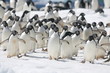 Adelie penguins rush toward the edge of an iceberg in Antarctica
