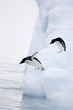 Adelie penguins start to jump from an iceberg in Antarctica