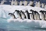 Fototapeta Zwierzęta - Adelie penguins start to jump from an iceberg in Antarctica