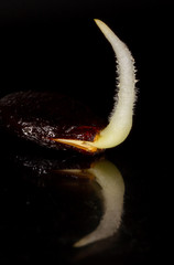 Watermelon seed germinates on a black background. Macro