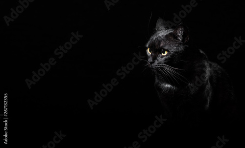 Fotomural Portrait of a black cat in studio on black wall background with copy space