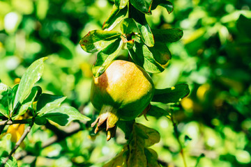 Wall Mural - Green Pomegranate Fruits In Tree