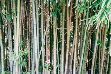 Wall Mural - Bamboo Forest In Lisbon, Portugal