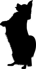 Papillon Dog 2 isolated vector silhouette