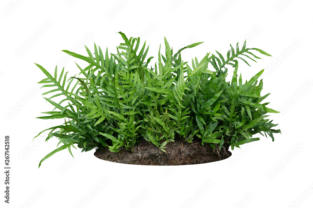 Green leaves Hawaiian Laua'e fern or Wart fern tropical foliage plant bush on ground with dead plants humus isolated on white background, clipping path included. - obrazy, fototapety, plakaty 